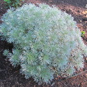 Wormwood, Silver Mound #1